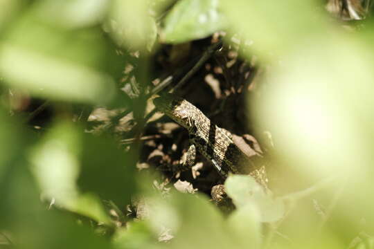 Image of Galapagos Lava Lizard