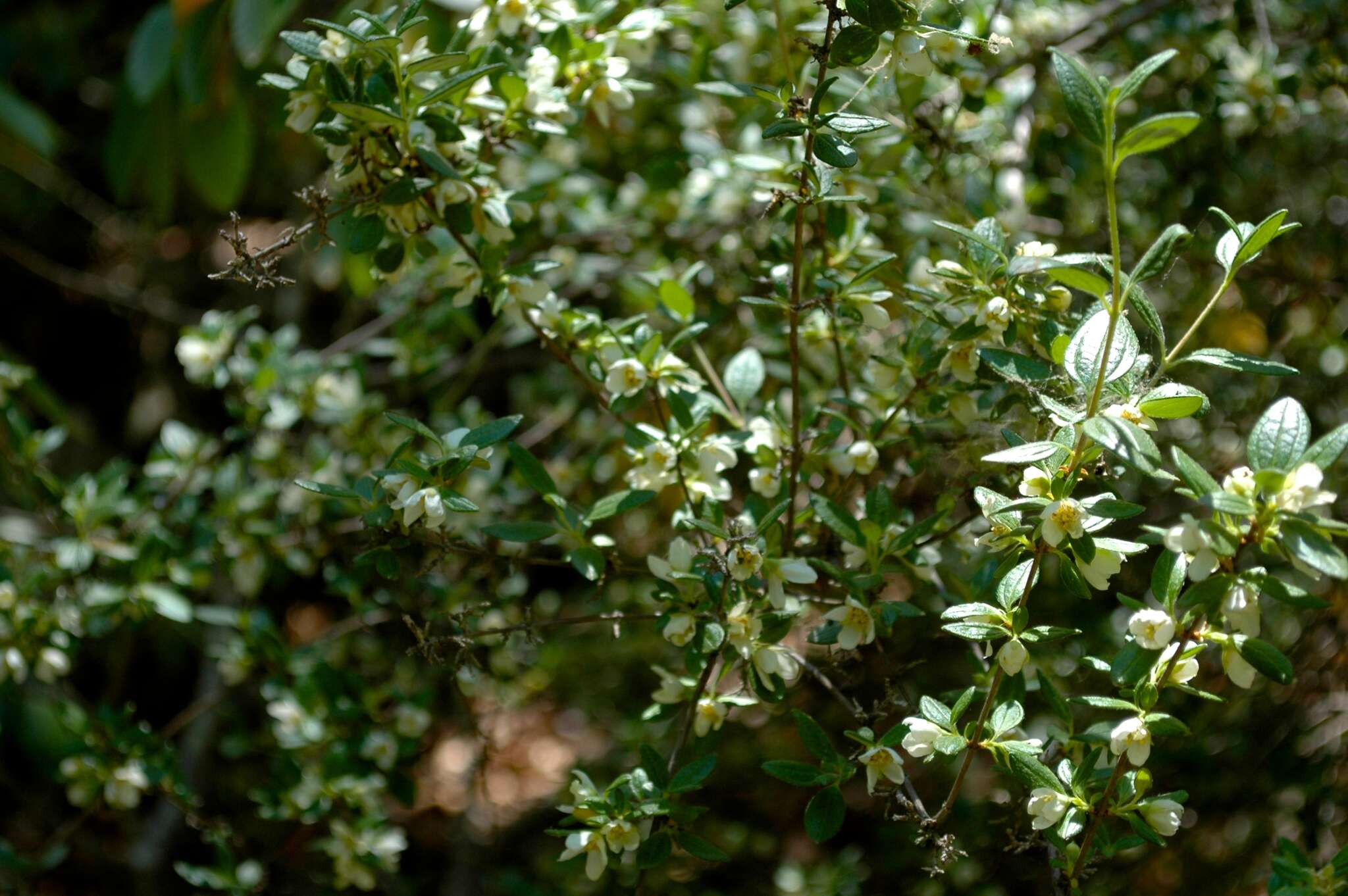 Image of Texas mock orange