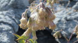 Image de Brickellia grandiflora (Hook.) Nutt.