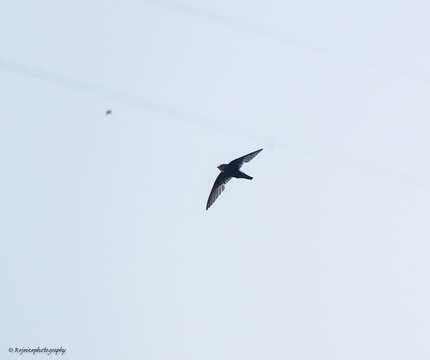 Image of Little Swift
