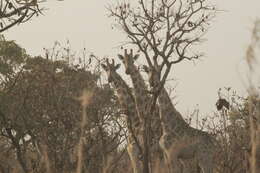 Image of Kordofan giraffe