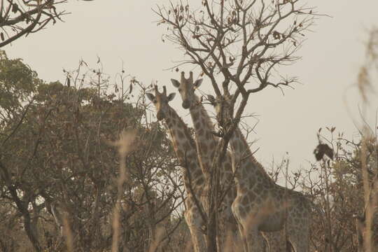 Image of Kordofan giraffe