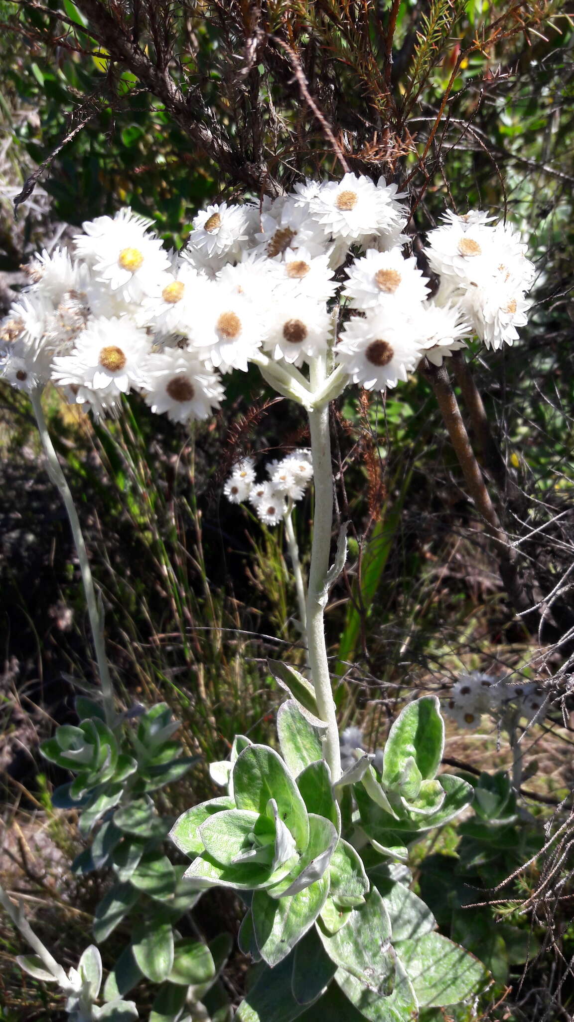 Helichrysum fruticans (L.) D. Don resmi