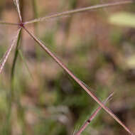 Image of comb windmill grass