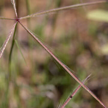 Image of comb windmill grass