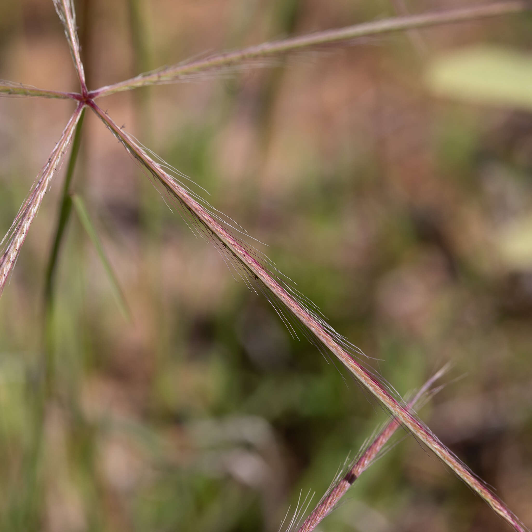 Слика од Chloris pectinata Benth.