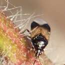 Image of Insidious flower bug