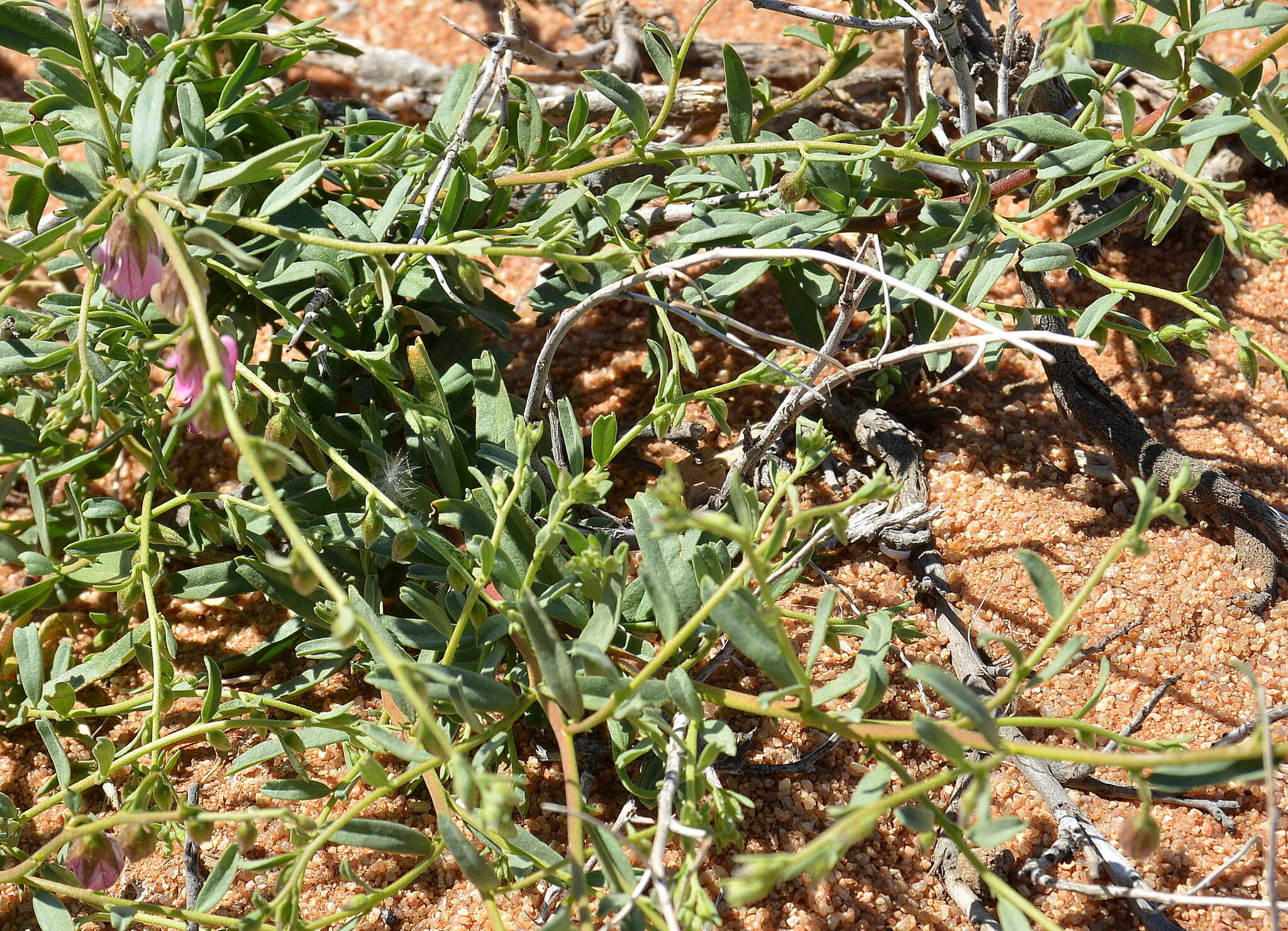 Image de Hermannia trifurca L.