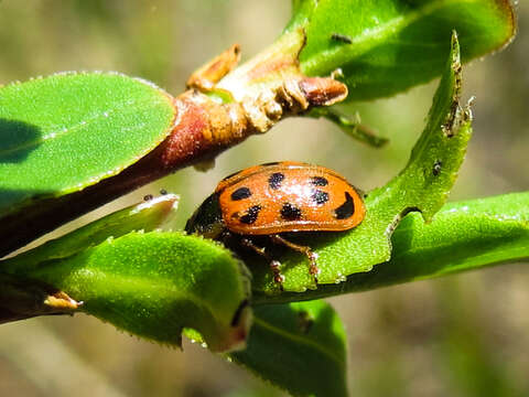 Image of Chrysomela (Macrolina) mainensis J. Bechyné 1954