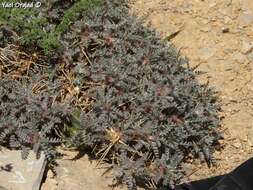 Imagem de Astragalus cruentiflorus Boiss.