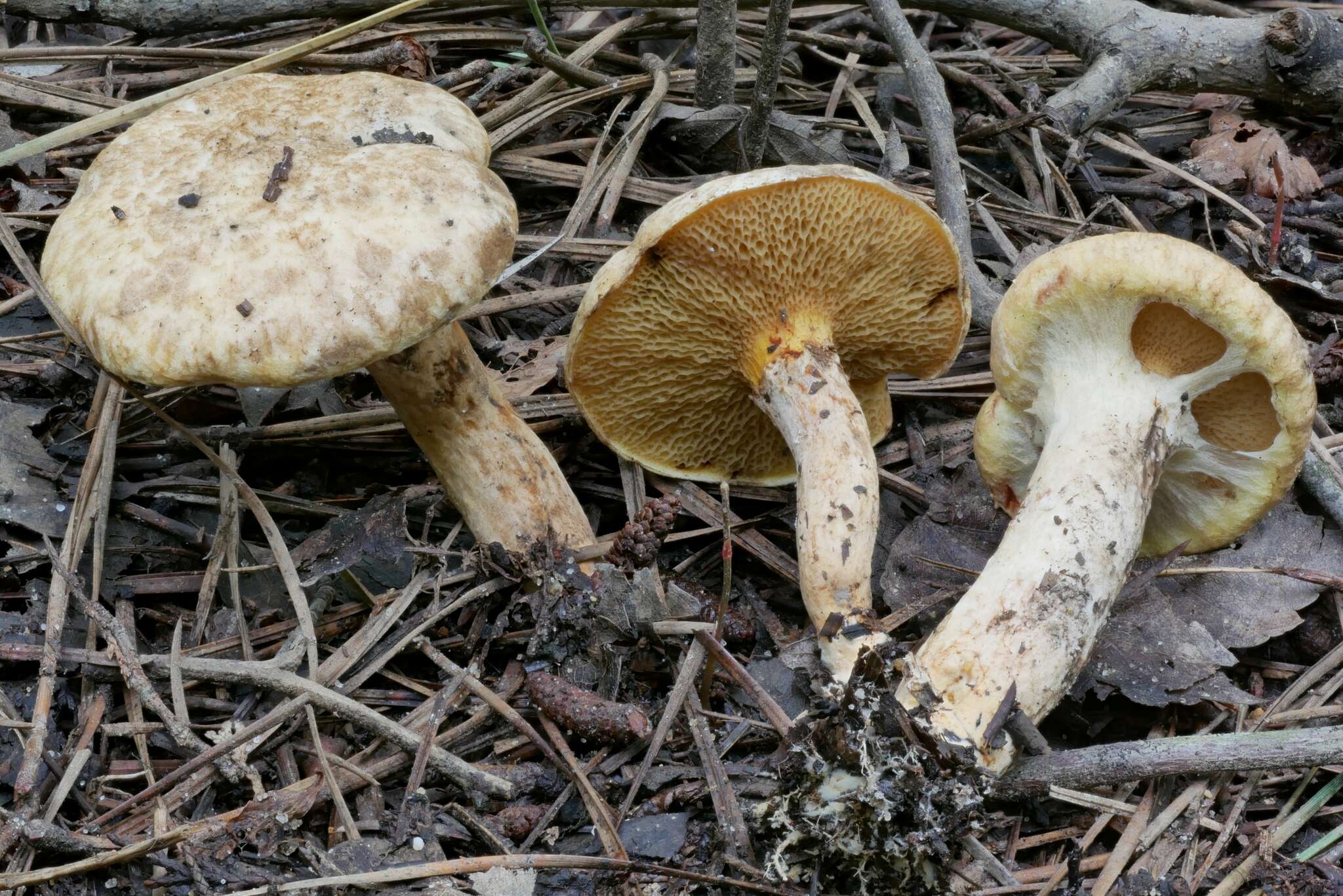 Image de Suillus decipiens (Peck) Kuntze 1898