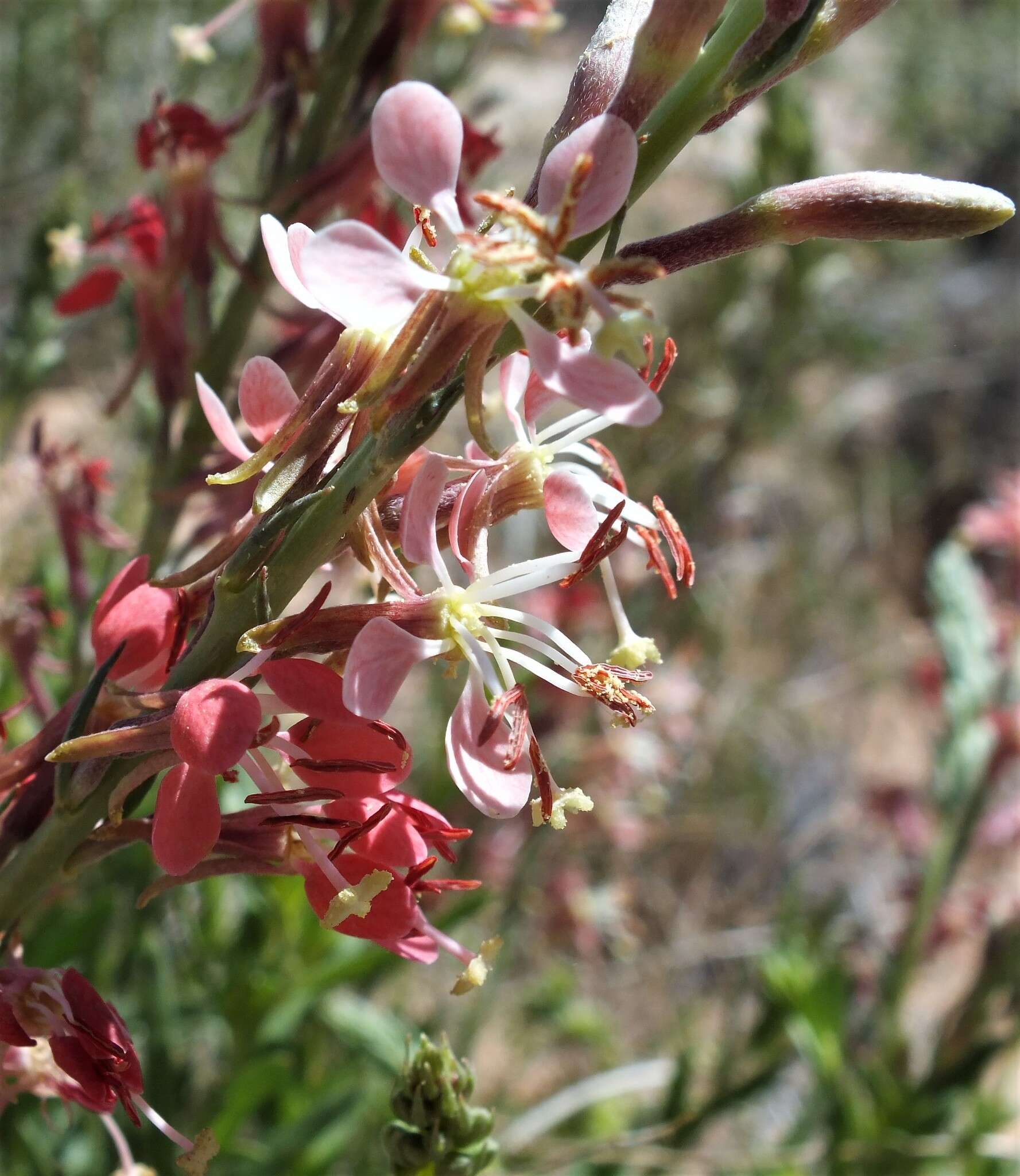 Oenothera suffrutescens (Ser.) W. L. Wagner & Hoch resmi