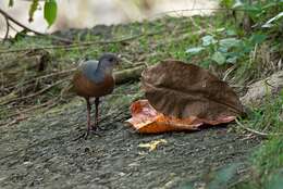 Image of Little Wood Rail