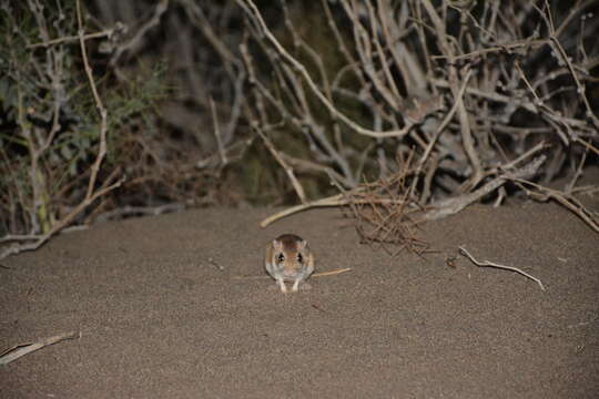 Image of Cheesman's gerbil