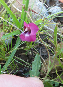 Image of Hermannia coccocarpa (Eckl. & Zeyh.) Kuntze