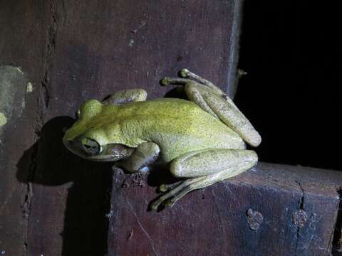 Image of Dumeril's Bright-eyed Frog