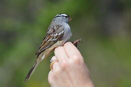 Zonotrichia leucophrys leucophrys (Forster & JR 1772) resmi