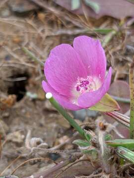 Plancia ëd Clarkia prostrata H. & M. Lewis