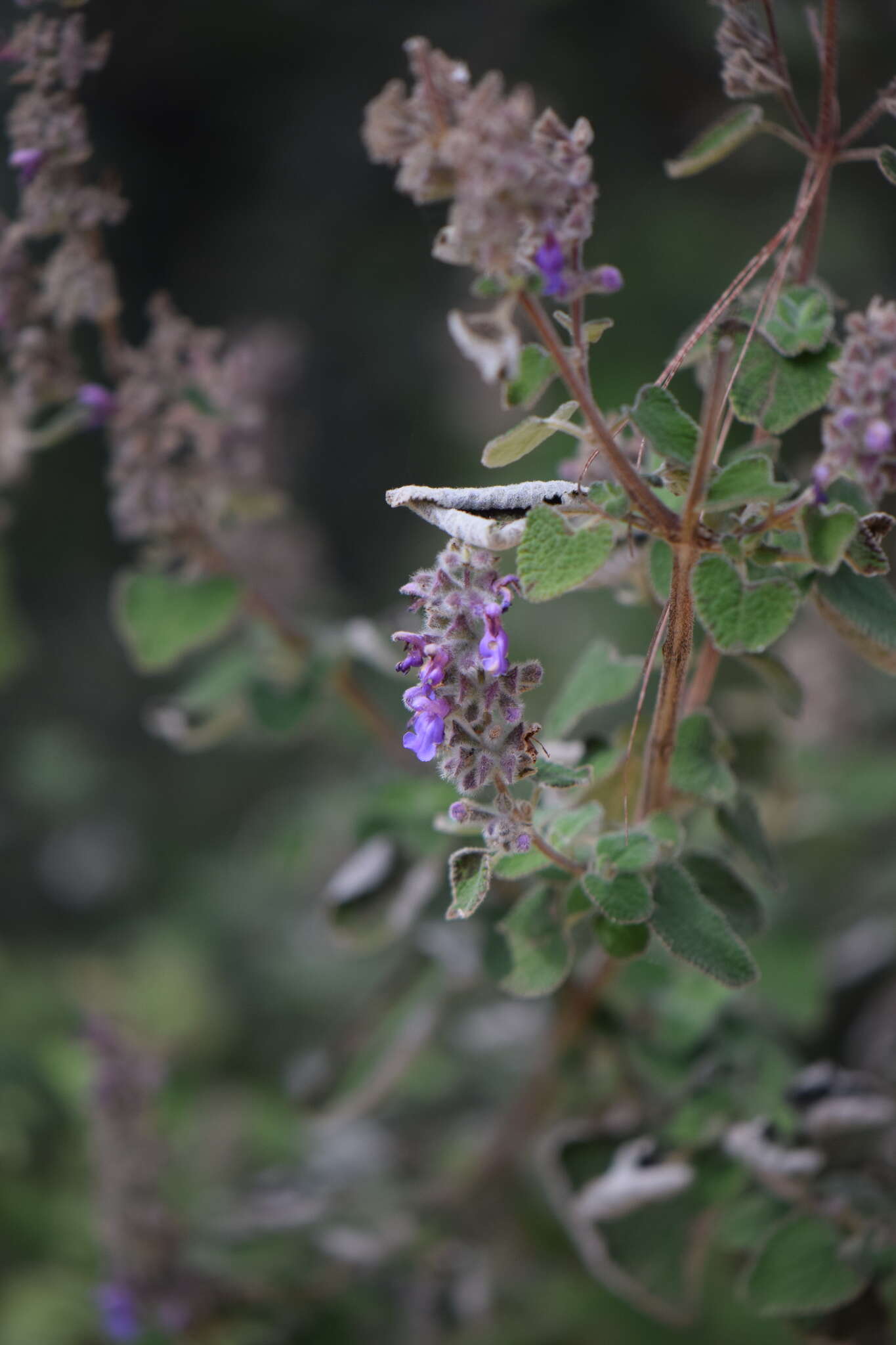 Sivun Salvia keerlii Benth. kuva