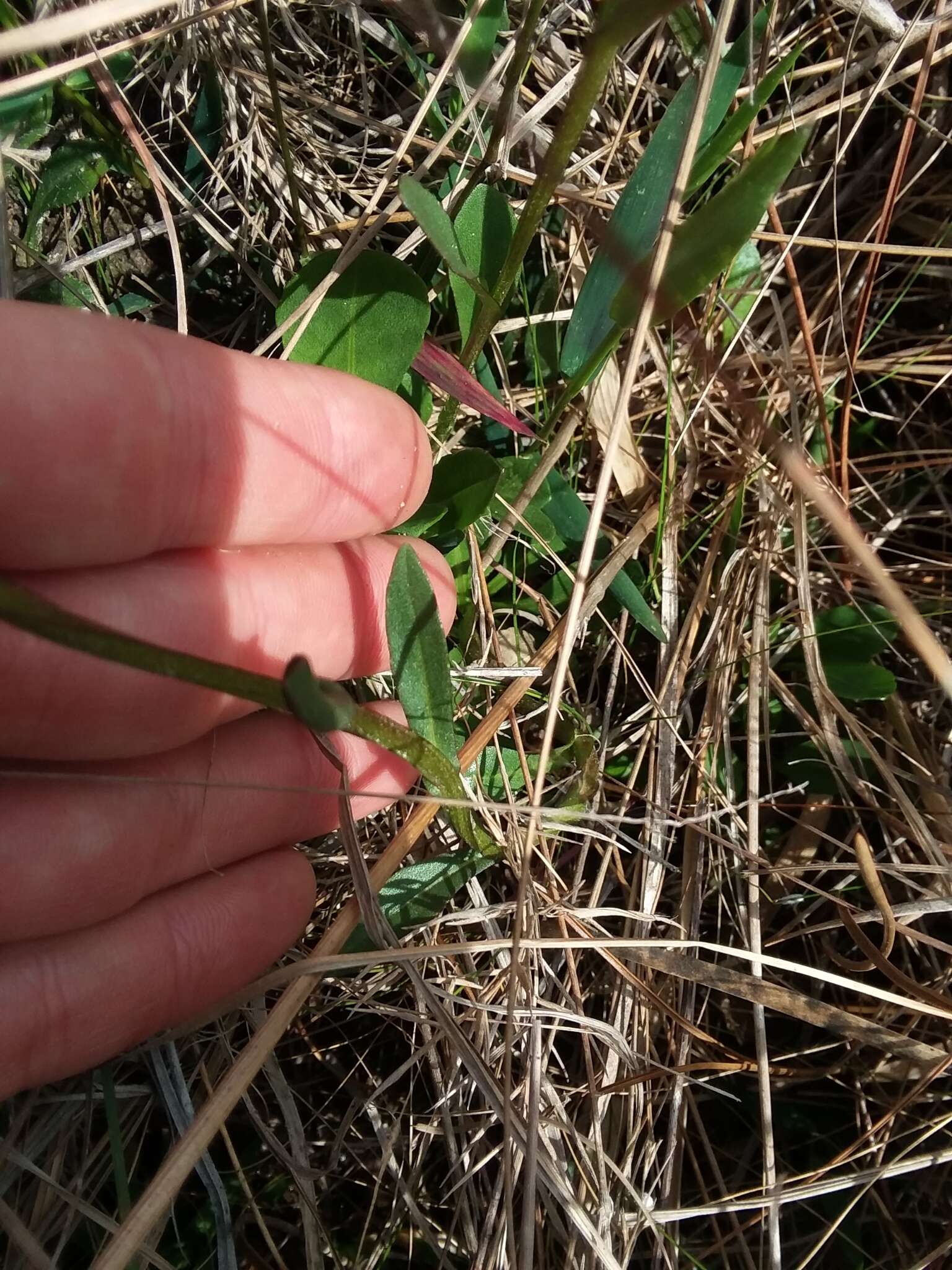 Image of Short-Leaf Sneezeweed