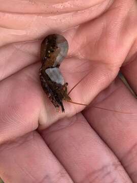 Image of intertidal coastal shrimp