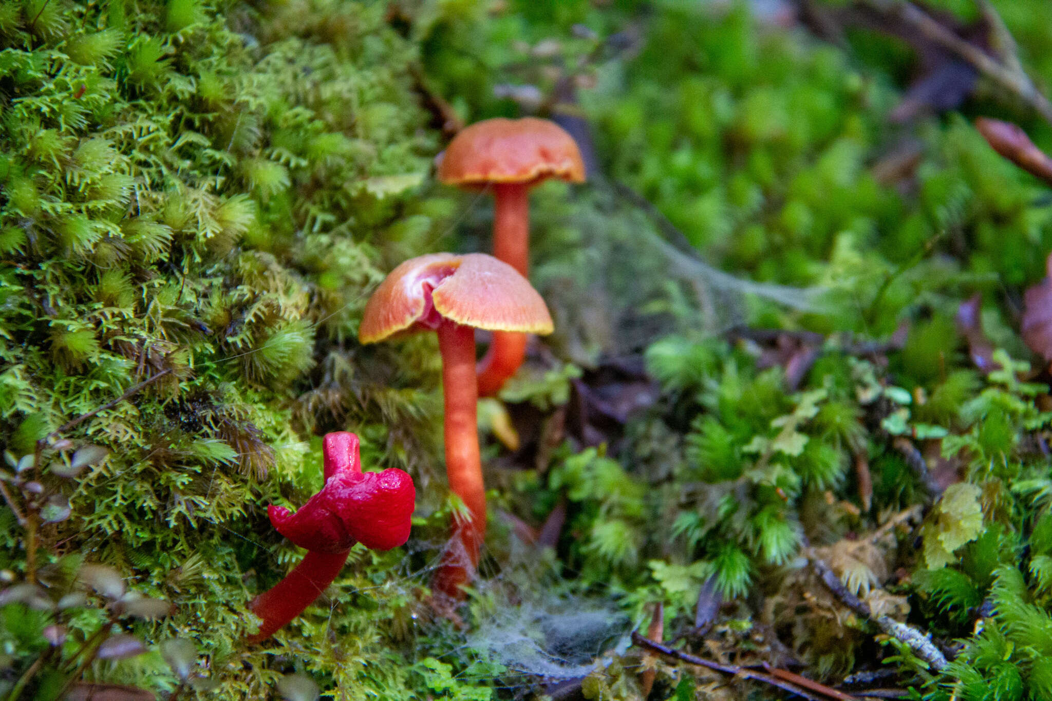 Слика од Hygrocybe rubrocarnosa (G. Stev.) E. Horak 1971