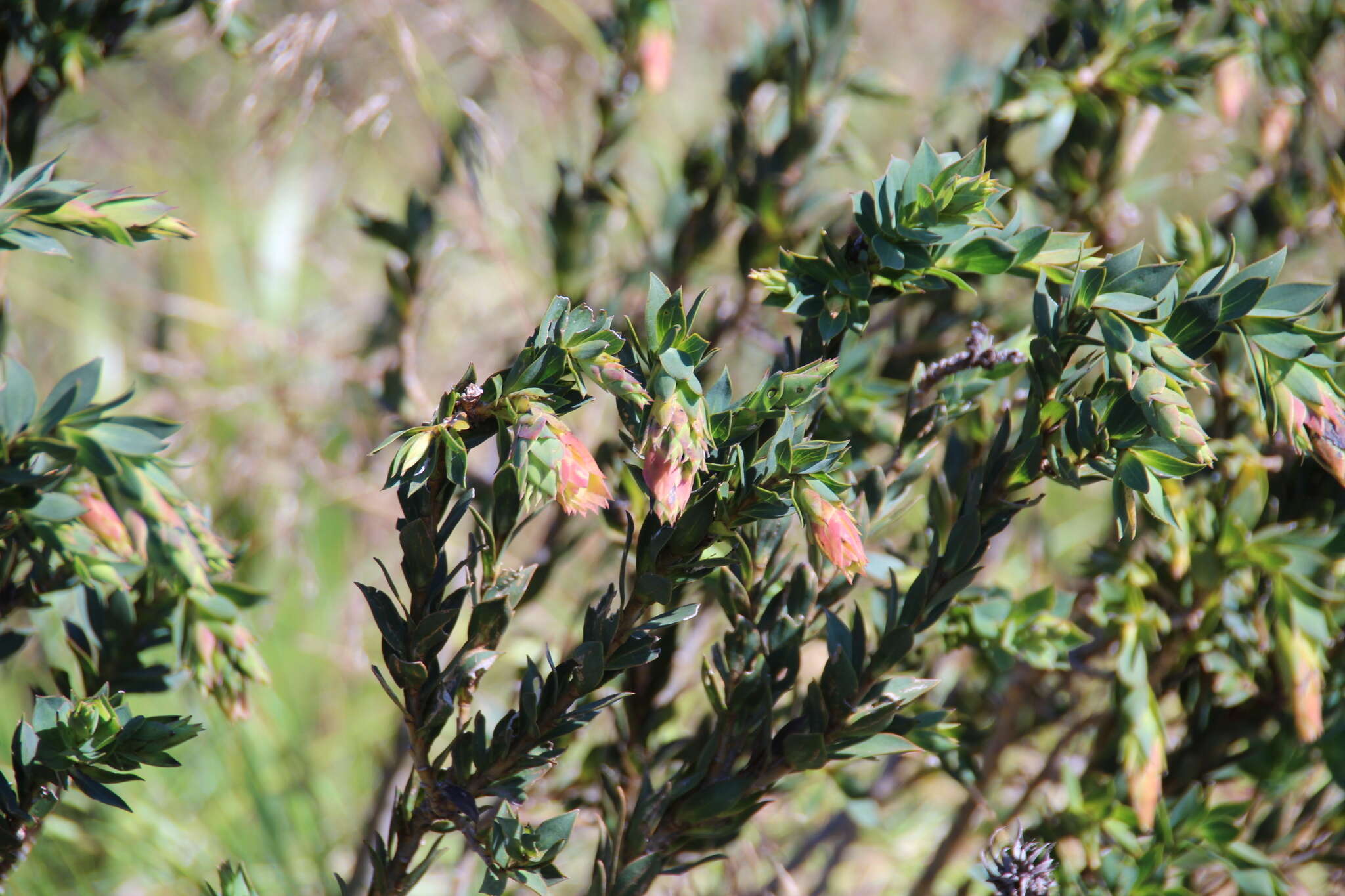 Image of Mountain dahlia