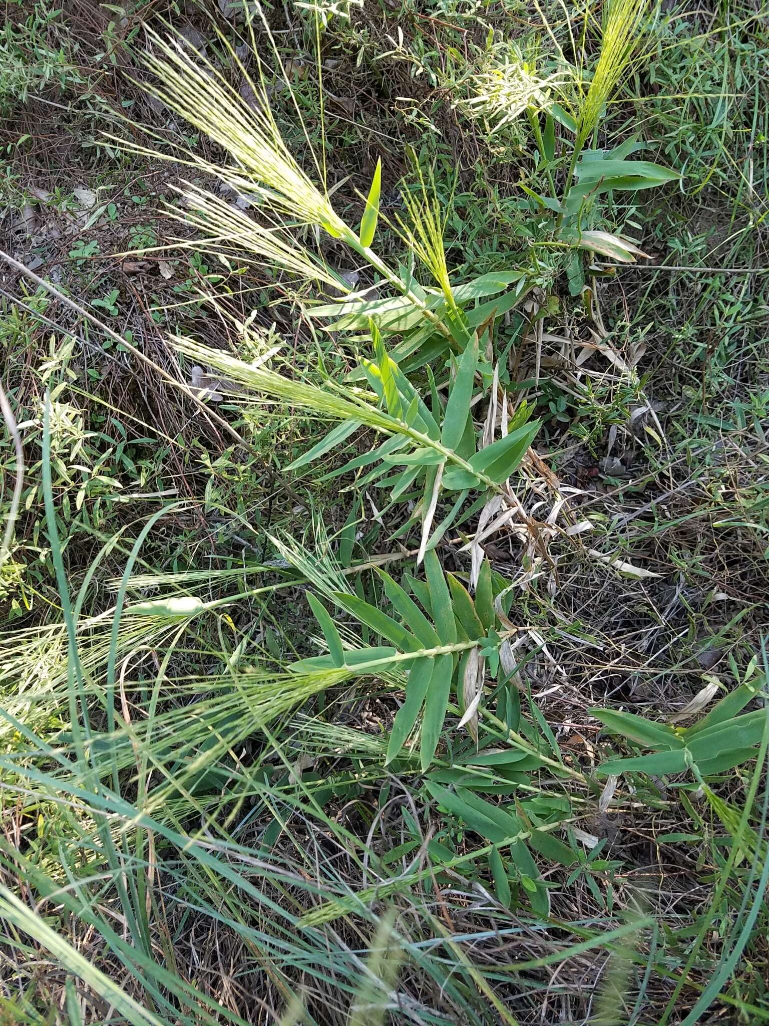 Image of bearded skeletongrass