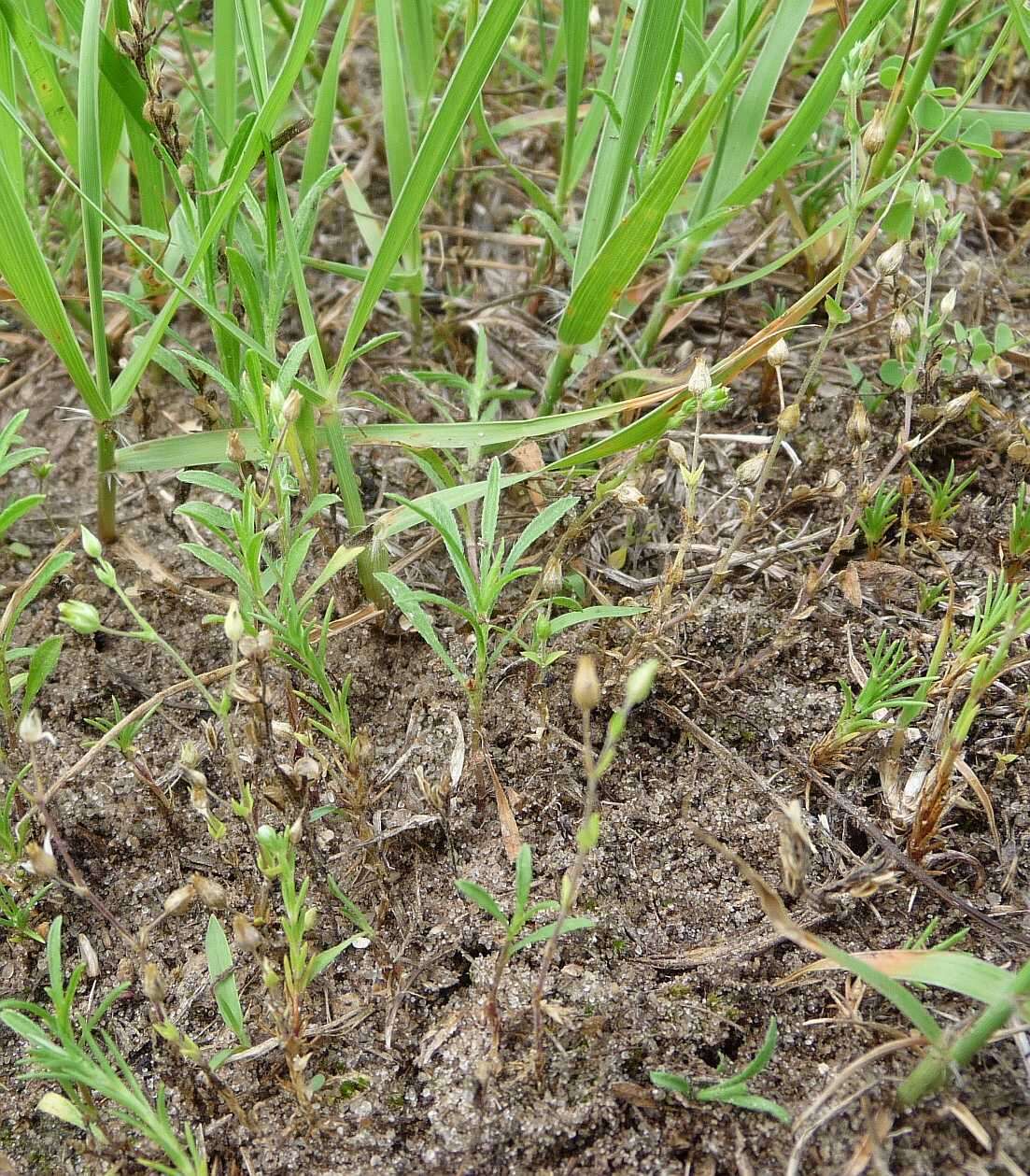 Image de Arenaria serpyllifolia subsp. serpyllifolia