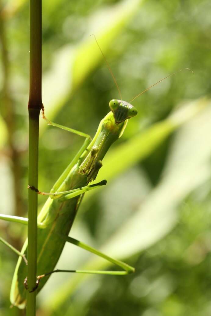 Image of Chinese mantis