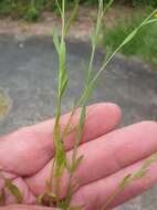 Image de Linum trigynum L.