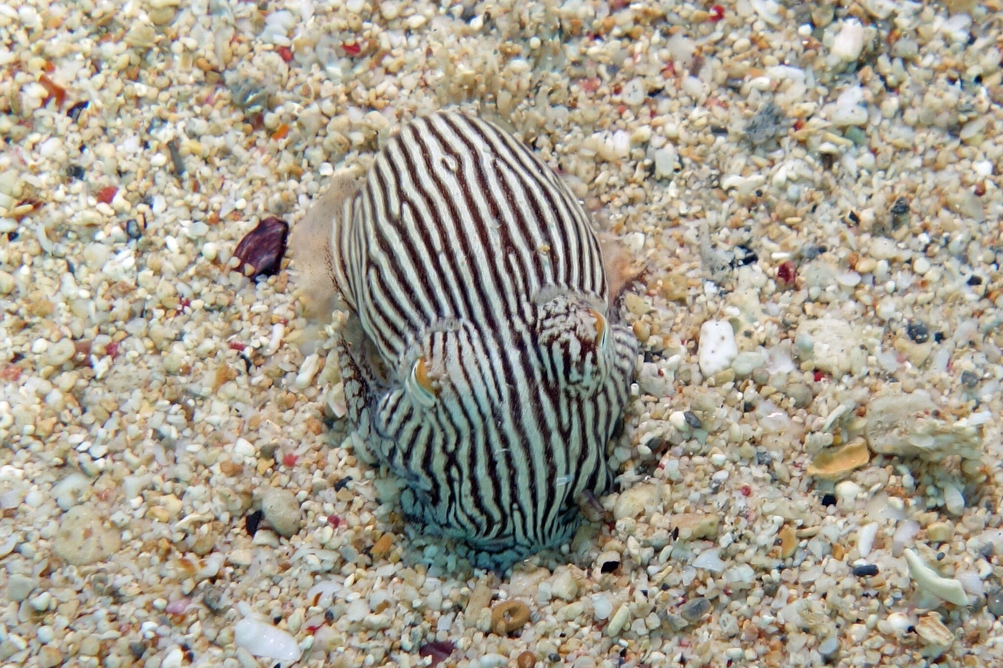 Image of Striped Pyjama Squid