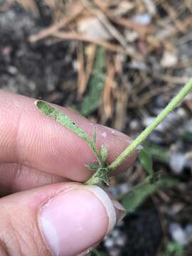 Image de Horkeliella purpurascens (S. Wats.) Rydb.