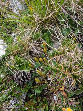 Selaginella selaginoides (L.) Schrank & C. F. P. Mart. resmi