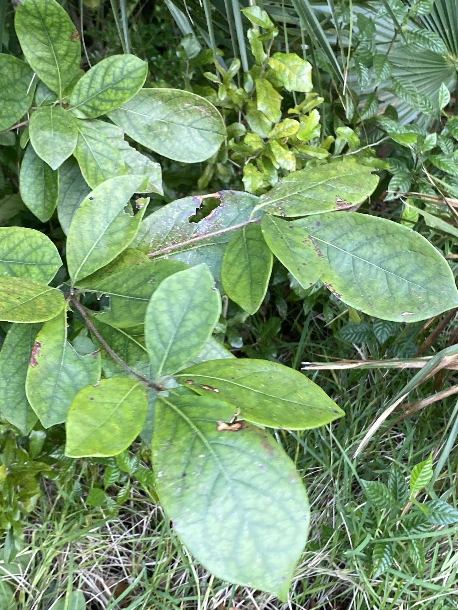 Image of Australian almond