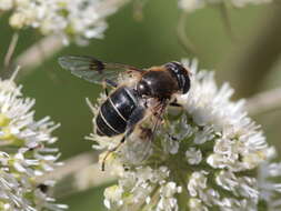 Слика од Eristalis rupium Fabricius 1805