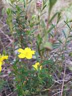 Hibbertia glebosa Toelken resmi