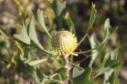 Imagem de Isopogon trilobus R. Br.