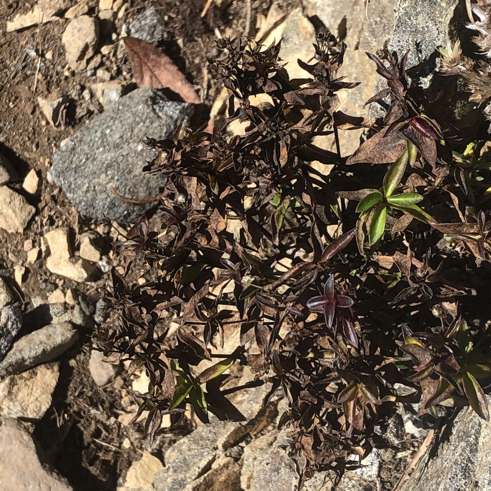 Imagem de Houstonia purpurea var. montana (Small) Terrell