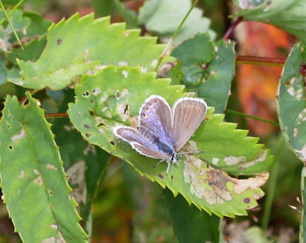 Image of <i>Plebejus idas empetri</i> T. Freeman 1938