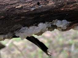 Image of Tremella globispora D. A. Reid 1970