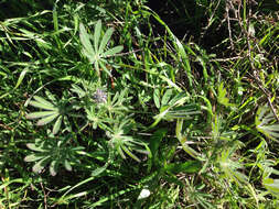 Image of Guadalupe Island lupine