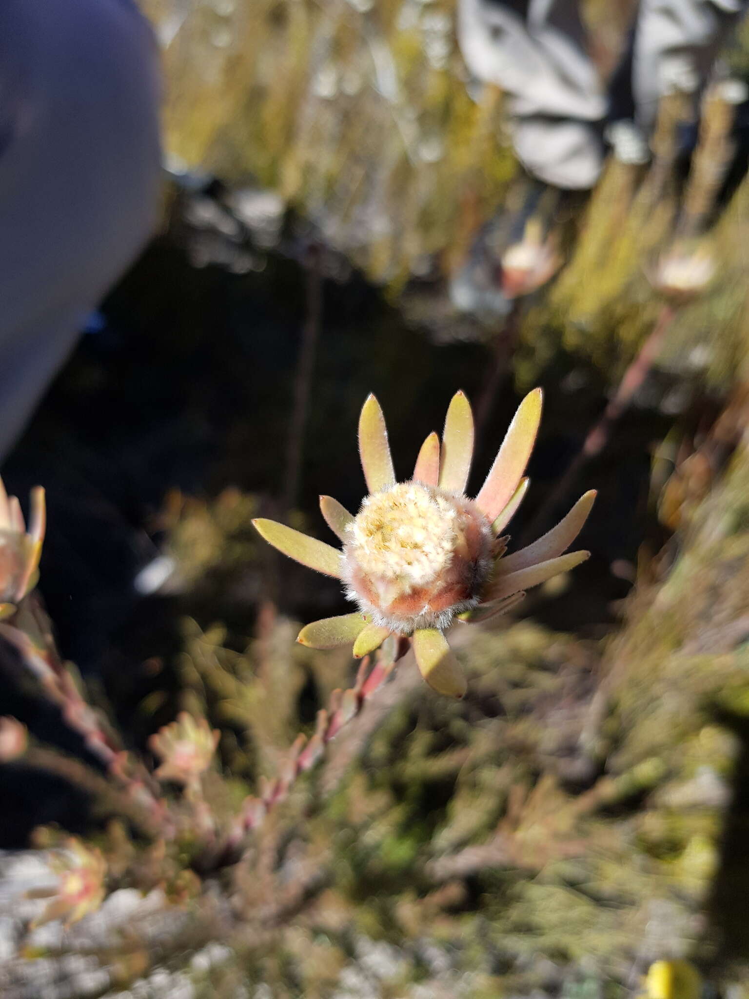 Image de Leucadendron nitidum Buek ex Meissn.