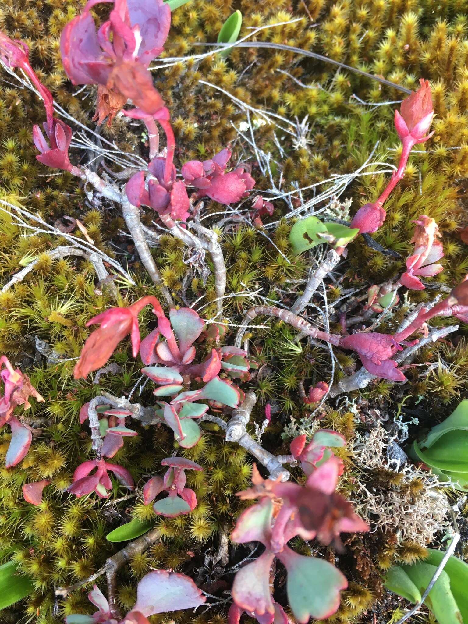 Image of Kalanchoe bergeri