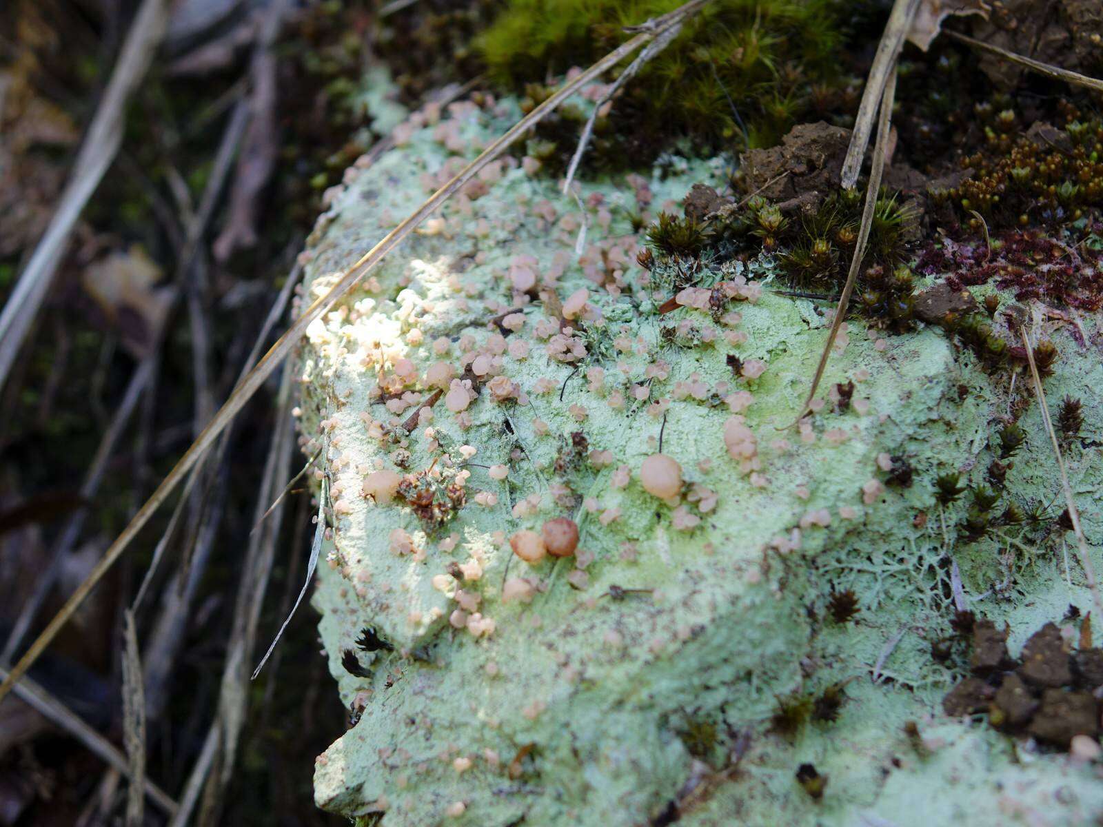 Image of Baeomyces heteromorphus Nyl. ex C. Bab. & Mitt.