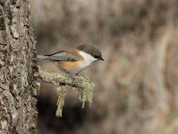 Image of Grey-headed Chickadee