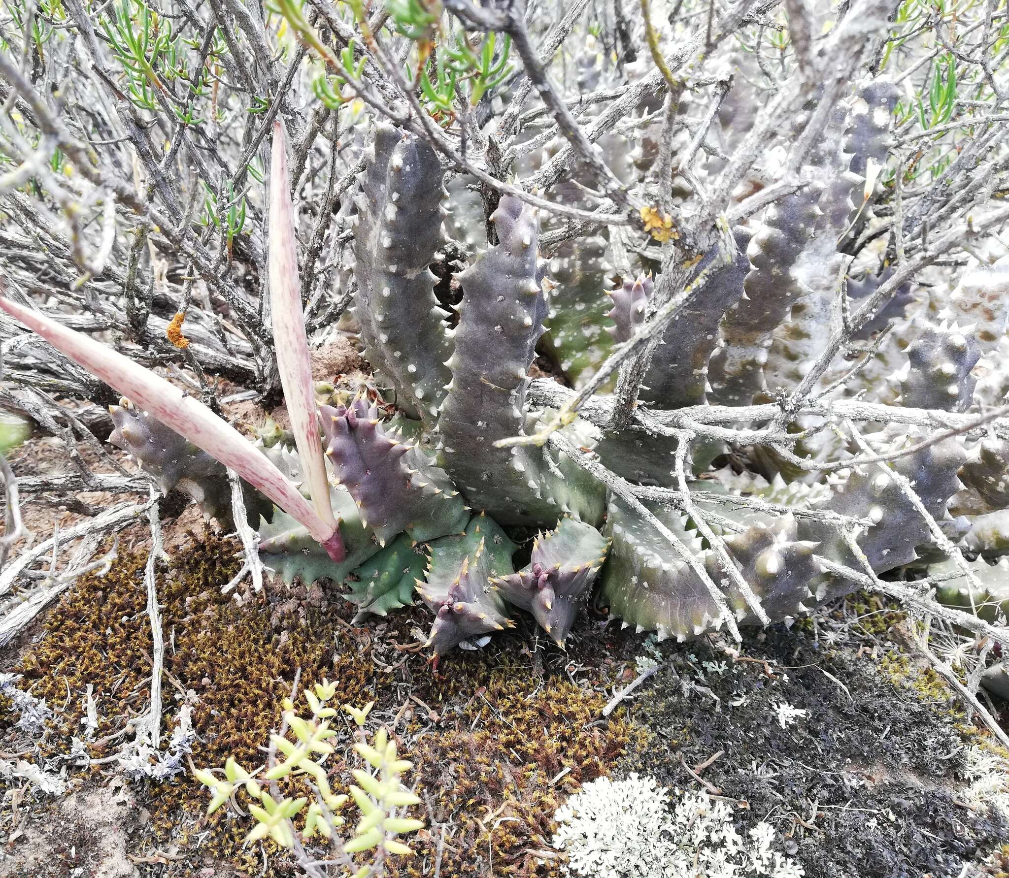 Image de Ceropegia arida (Masson) Bruyns