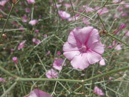 Image de Convolvulus dorycnium L.