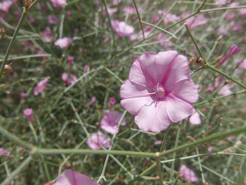 Imagem de Convolvulus dorycnium L.