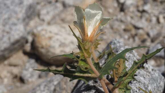 Image of hairy blazingstar